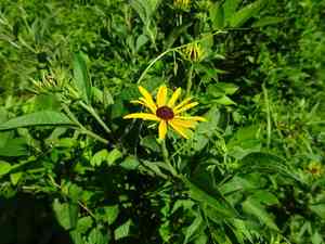 Sweet Coneflower(Rudbeckia subtomentosa)