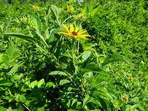 Sweet Coneflower(Rudbeckia subtomentosa)