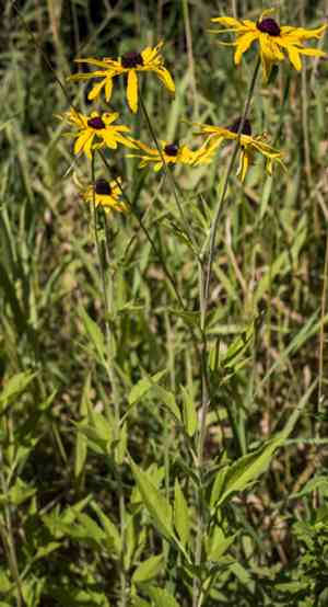 Sweet Coneflower(Rudbeckia subtomentosa)
