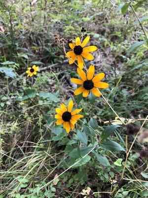 Brown-eyed susan(Rudbeckia triloba)