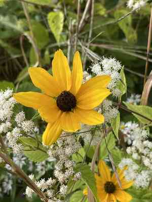Brown-eyed susan(Rudbeckia triloba)