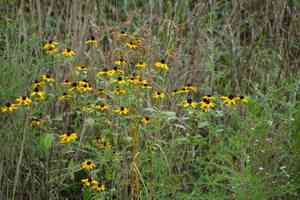 Brown-eyed susan(Rudbeckia triloba)