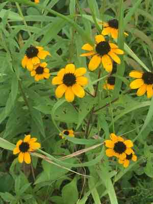 Brown-eyed susan(Rudbeckia triloba)
