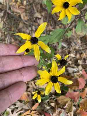 Brown-eyed susan(Rudbeckia triloba)