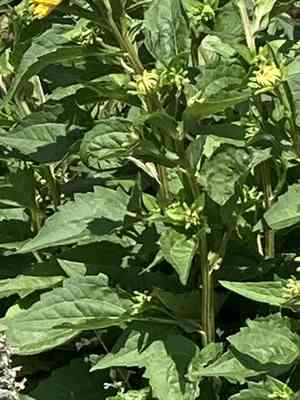 Coneflowers (Rudbeckia)(Rudbeckia)