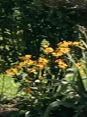 Coneflowers (Rudbeckia)(Rudbeckia)