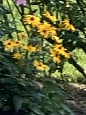 Coneflowers (Rudbeckia)(Rudbeckia)