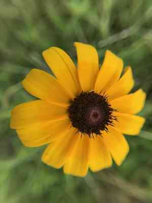 Coneflowers (Rudbeckia)(Rudbeckia)