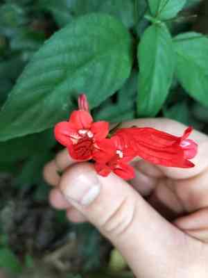Tropical wild petunia(Ruellia brevifolia)