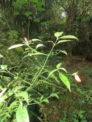 Tropical wild petunia(Ruellia brevifolia)