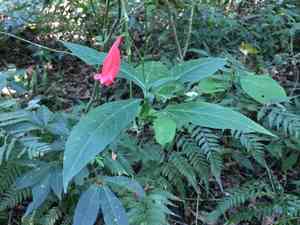 Tropical wild petunia(Ruellia brevifolia)