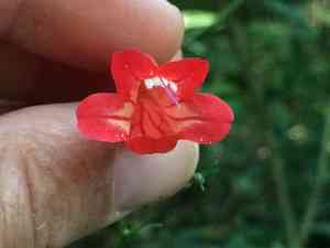 Tropical wild petunia(Ruellia brevifolia)