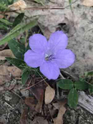 Wild petunia(Ruellia humilis)