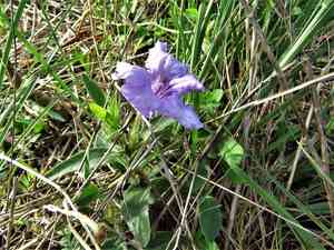 Wild petunia(Ruellia humilis)