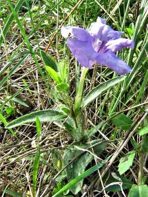 Wild petunia(Ruellia humilis)