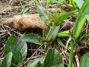 Wild petunia(Ruellia humilis)