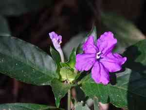 Ruellia matagalpae(Ruellia matagalpae)