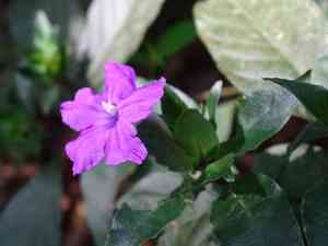 Ruellia matagalpae(Ruellia matagalpae)