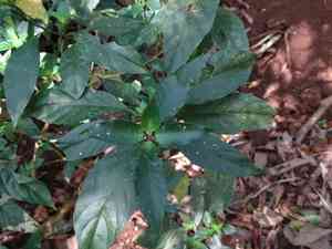 Ruellia matagalpae(Ruellia matagalpae)