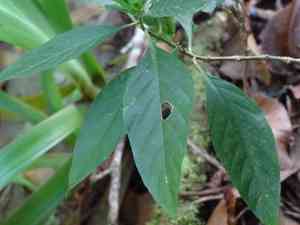 Ruellia matagalpae(Ruellia matagalpae)