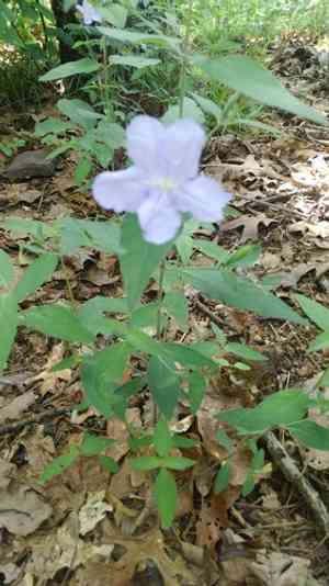 Stalked wild petunia(Ruellia pedunculata)