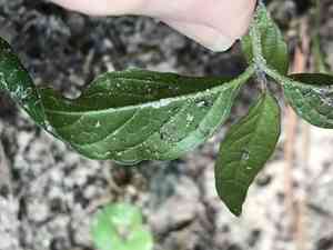 Stalked wild petunia(Ruellia pedunculata)