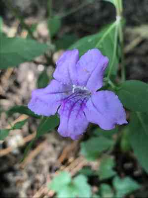 Stalked wild petunia(Ruellia pedunculata)