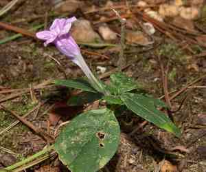 Stalked wild petunia(Ruellia pedunculata)