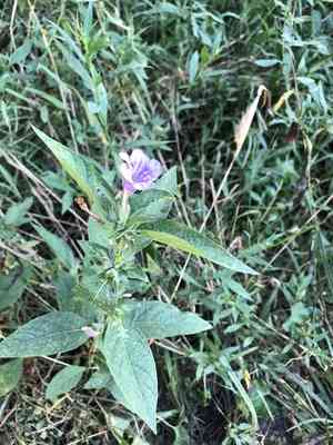 Wild Petunia(Ruellia strepens)