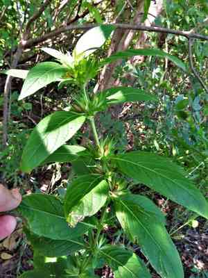 Wild Petunia(Ruellia strepens)