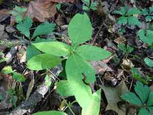 Wild Petunia(Ruellia strepens)