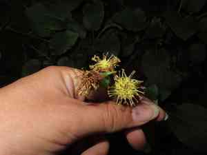 Rugel's indianplantain(Rugelia nudicaulis)
