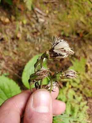 Rugel's indianplantain(Rugelia nudicaulis)