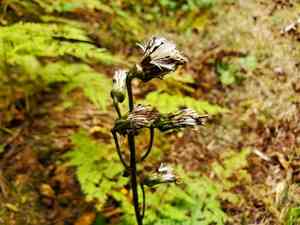 Rugel's indianplantain(Rugelia nudicaulis)