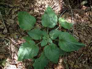 Rugel's indianplantain(Rugelia nudicaulis)