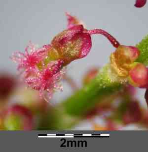 Sorrel(Rumex acetosa)