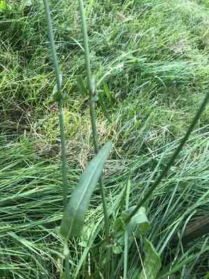 Sorrel(Rumex acetosa)