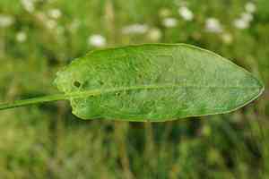 Sorrel(Rumex acetosa)