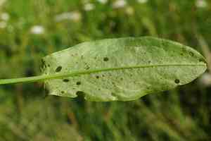 Sorrel(Rumex acetosa)