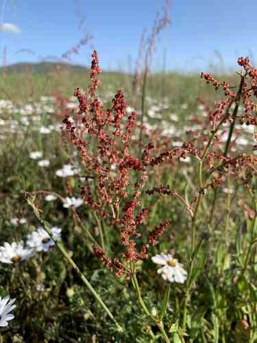 Garden sorrel(Rumex acetosella)