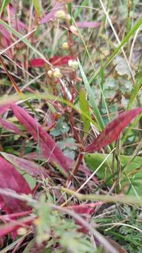 Garden sorrel(Rumex acetosella)