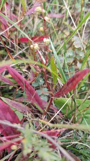 Garden sorrel(Rumex acetosella)