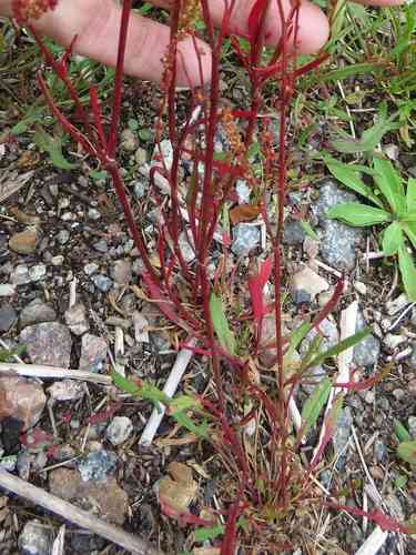 Garden sorrel(Rumex acetosella)