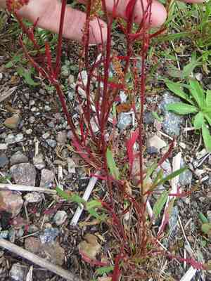 Garden sorrel(Rumex acetosella)