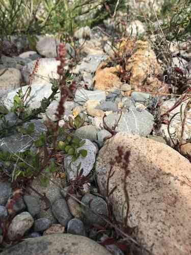 Garden sorrel(Rumex acetosella)