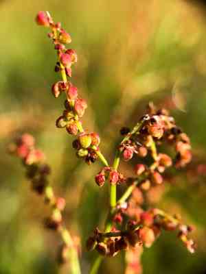Garden sorrel(Rumex acetosella)