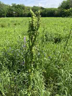 Pale dock(Rumex altissimus)