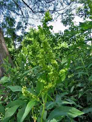 Pale dock(Rumex altissimus)