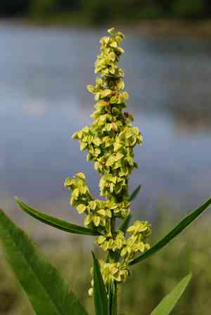 Pale dock(Rumex altissimus)
