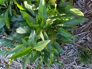 Pale dock(Rumex altissimus)
